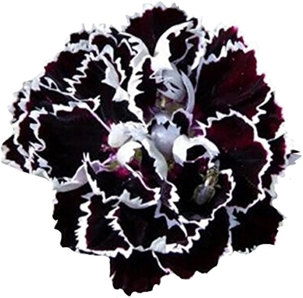 Black Carnation seeds blooming into unique, deep purple-black ruffled flowers, ideal for dramatic and gothic garden themes
